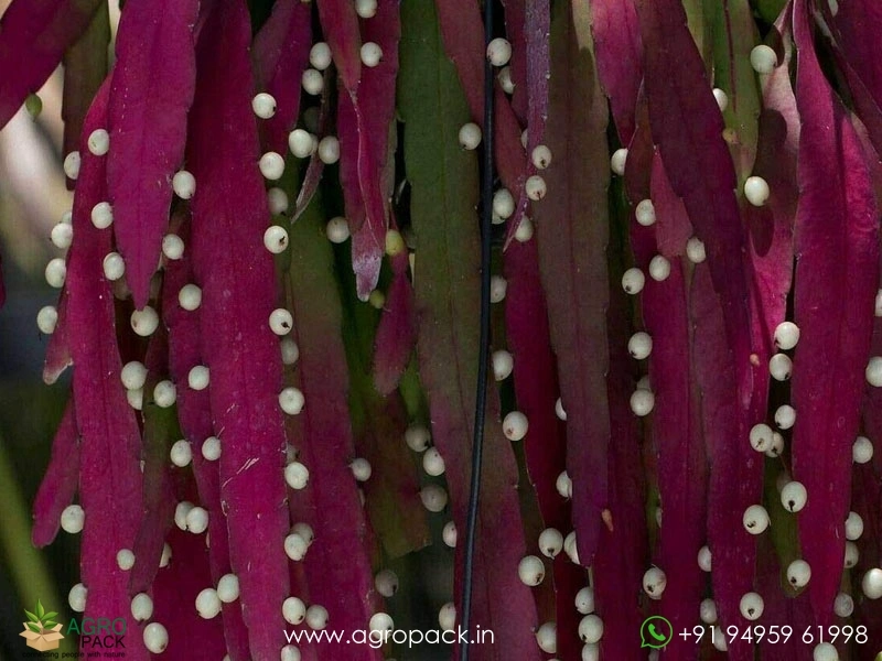 Red-Rhipsalis2
