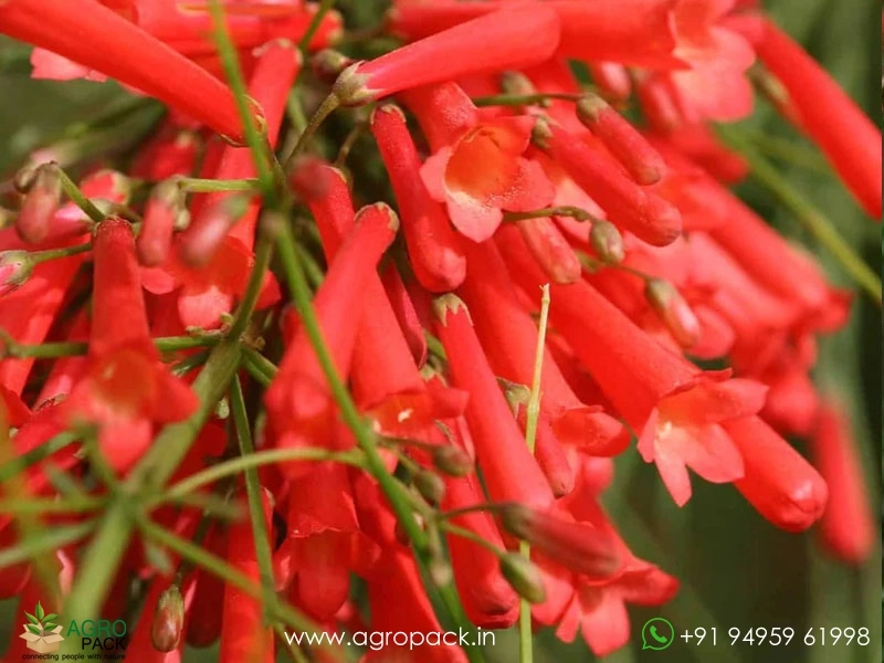 Red-Russelia1