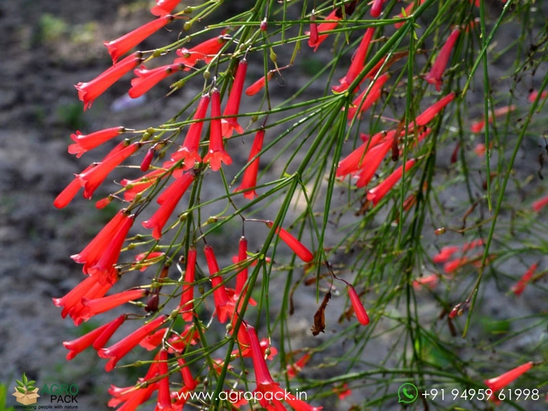 Red-Russelia2