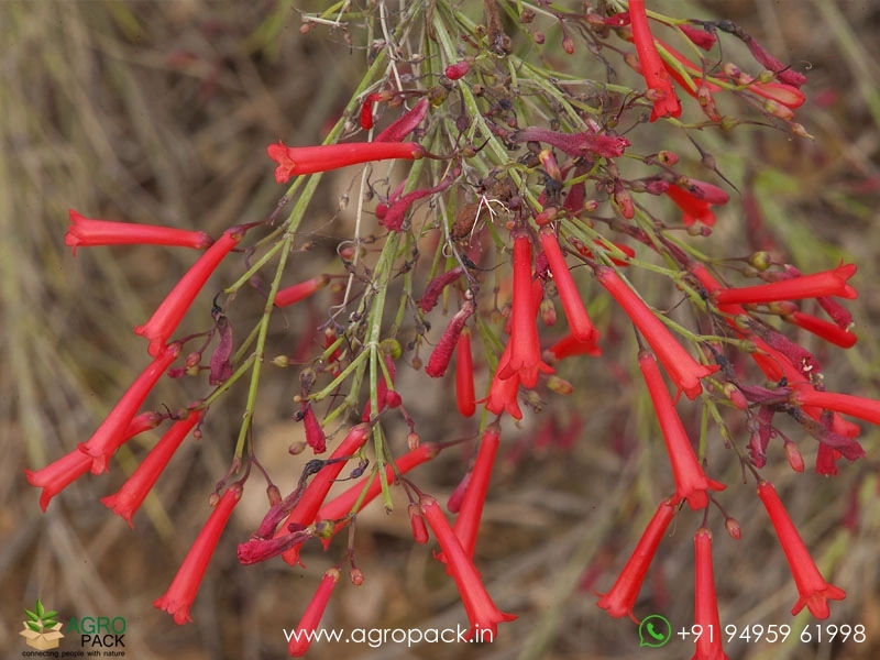 Red-Russelia3