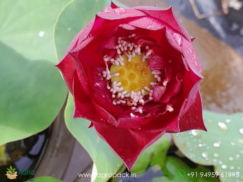 Red-Sky-Scanner-Lotus1