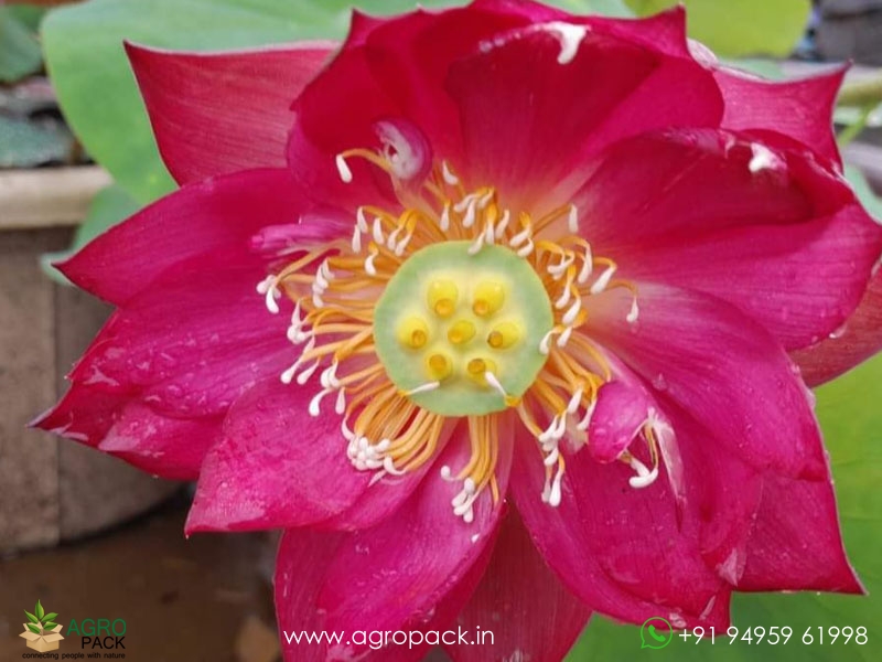 Red-Sky-Scanner-Lotus2