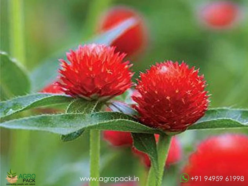 Red-Vadamalli1