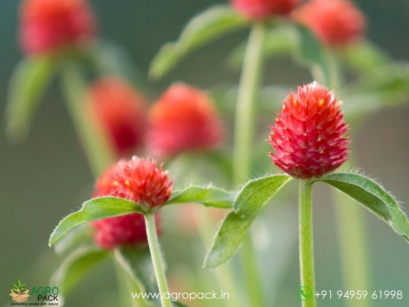 Red-Vadamalli5