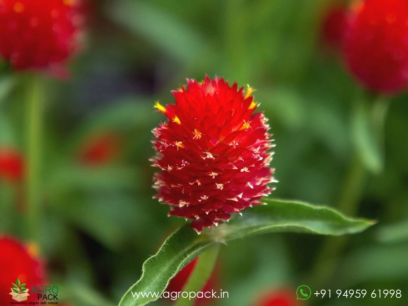 Red-Vadamalli6