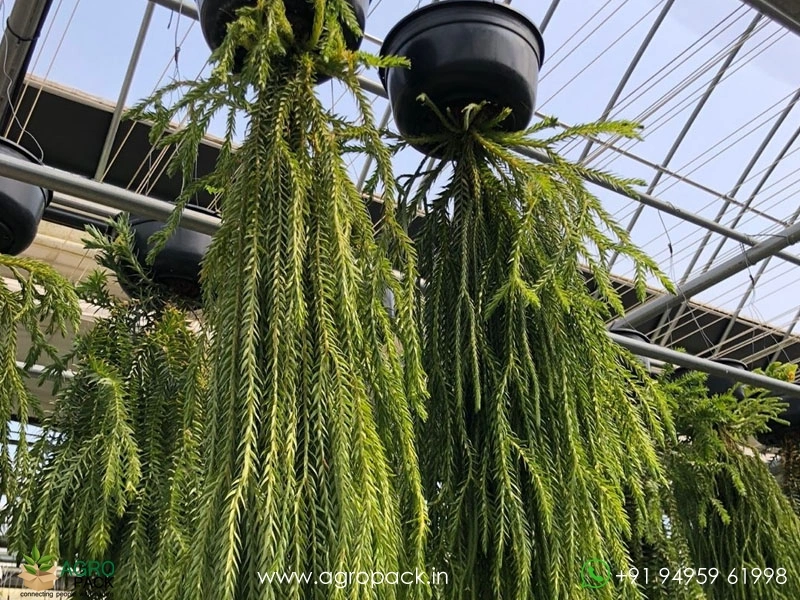 Reverse-Hanging-Fern1