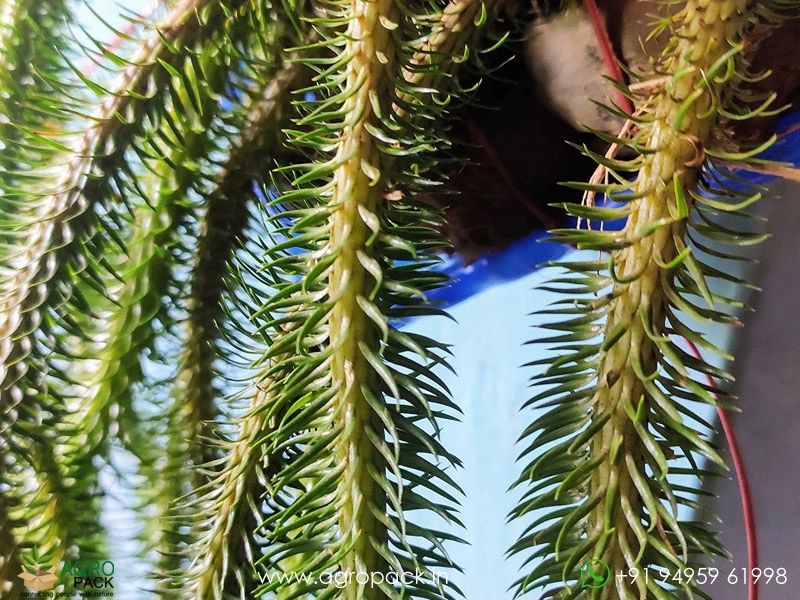 Reverse-Hanging-Fern2