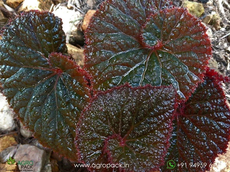 Rex-Cultorum--Midnight-Magic-Begonia1