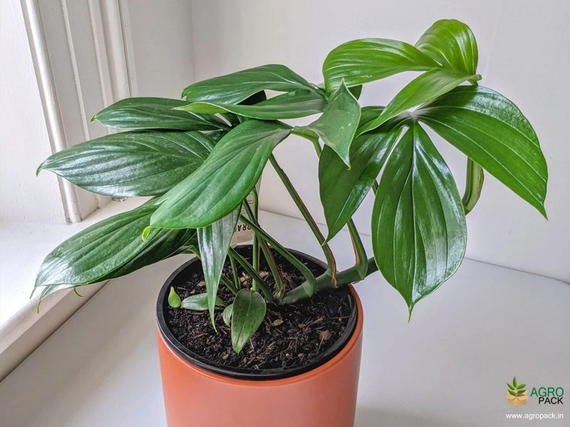 Rhaphidophora-Decursiva-Dragon-Tail-Plant2