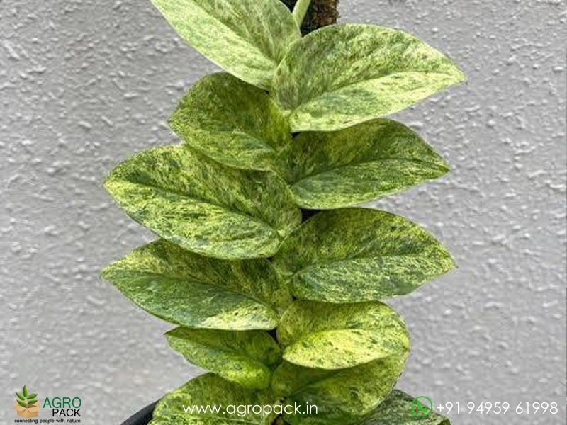 Rhaphidophora-Korthalsii-Variegated1
