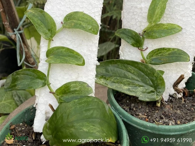 Rhaphidophora-Korthalsii-Variegated4