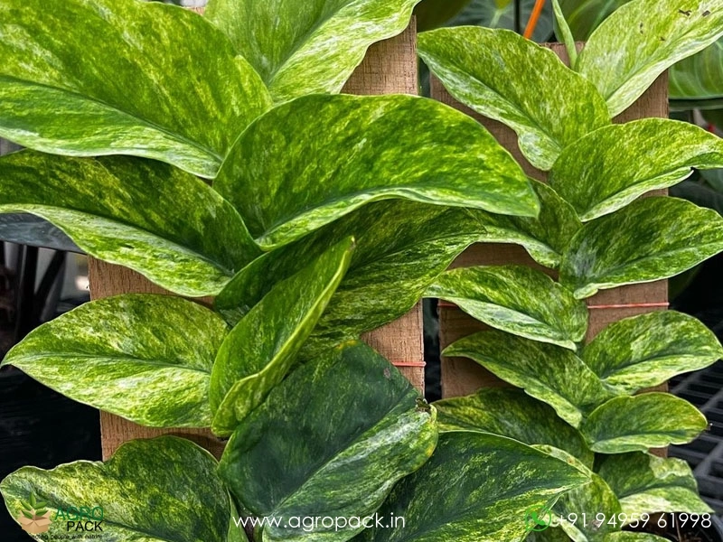 Rhaphidophora-Korthalsii-Variegated5