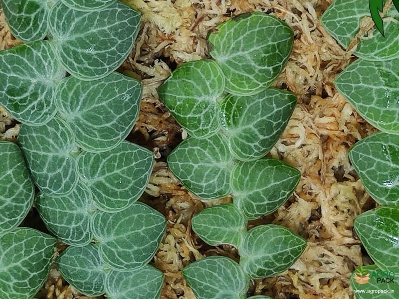 Rhaphidophora-cryptantha3