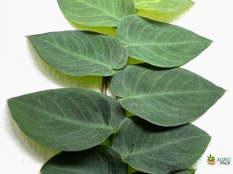 Rhaphidophora-hayi1