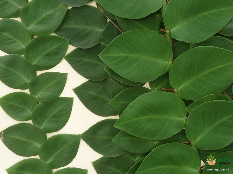Rhaphidophora-hayi2