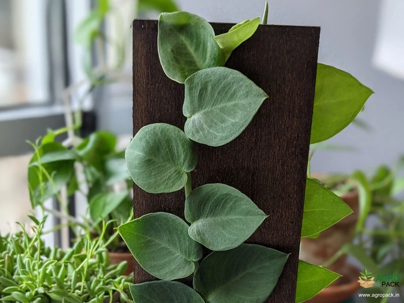 Rhaphidophora-hayi3