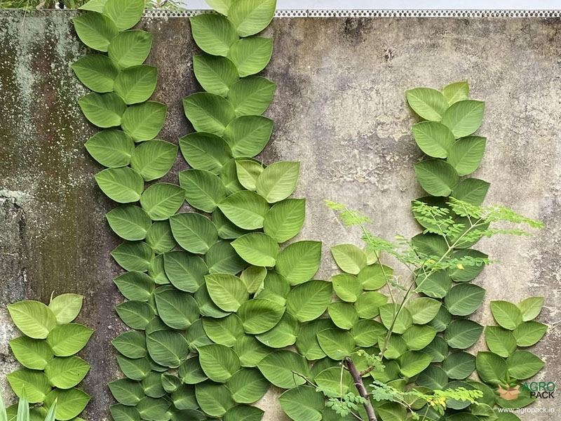 Rhaphidophora-hayi5