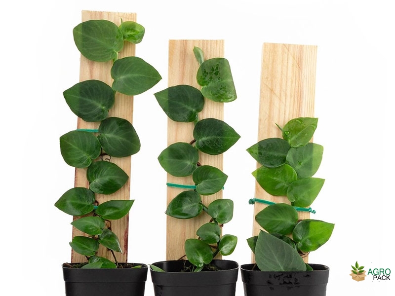 Rhaphidophora-hayi6