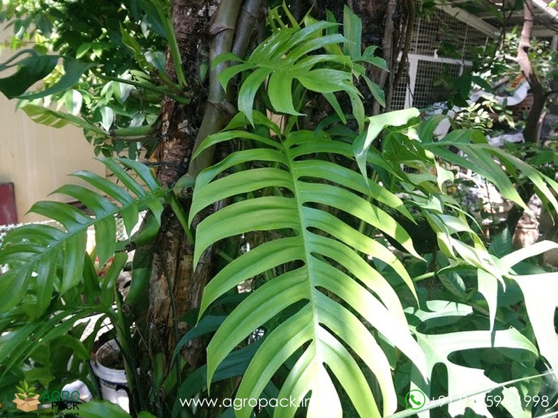 Rhaphidophora-pinnata-Plant4