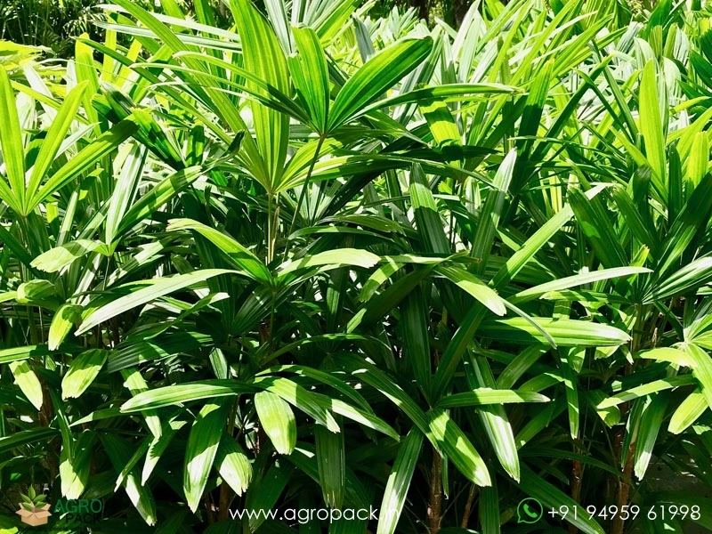 Rhapis-Palm1