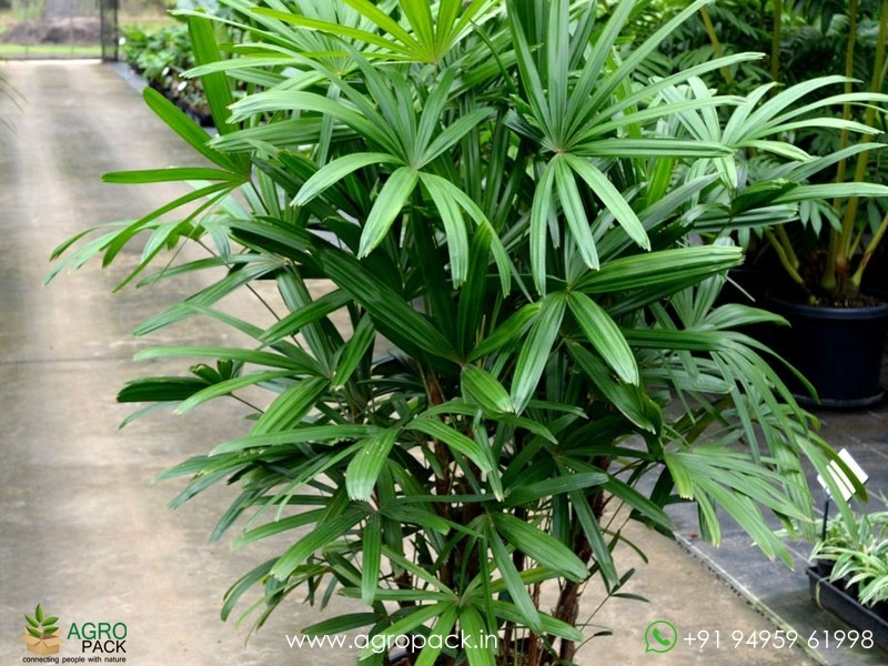 Rhapis-Palm2