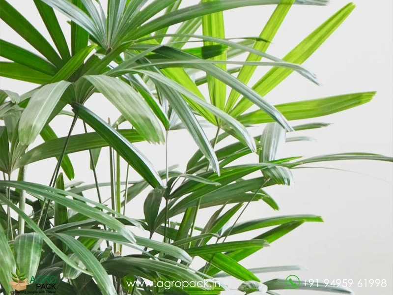 Rhapis-Palm3