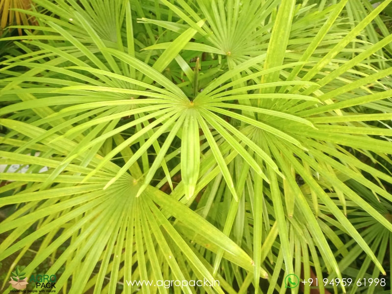 Rhapis-multifida1