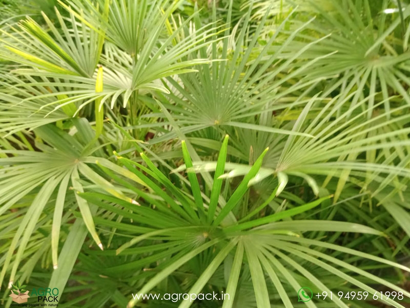 Rhapis-multifida2