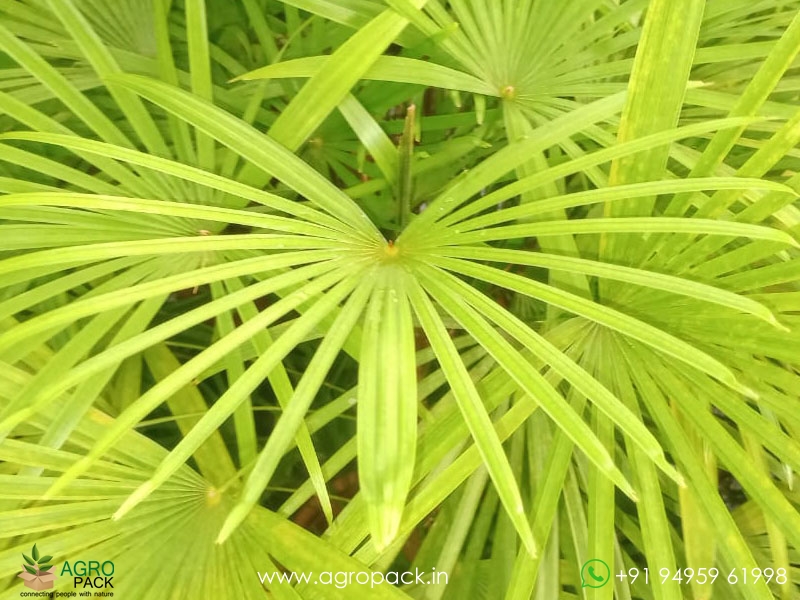 Rhapis-multifida3