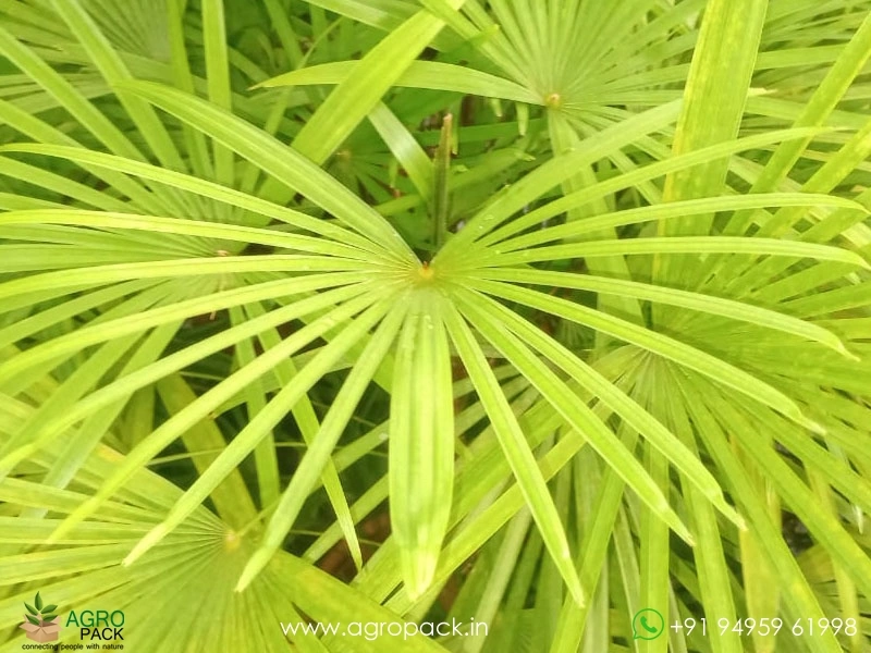 Rhapis-multifida3