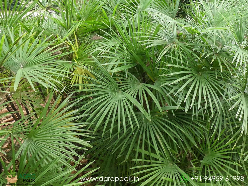 Rhapis-multifida5