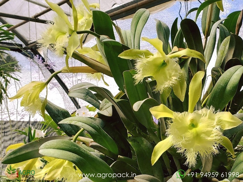 Rhyncholaelia-digbyana-Green-Giant-Orchid3