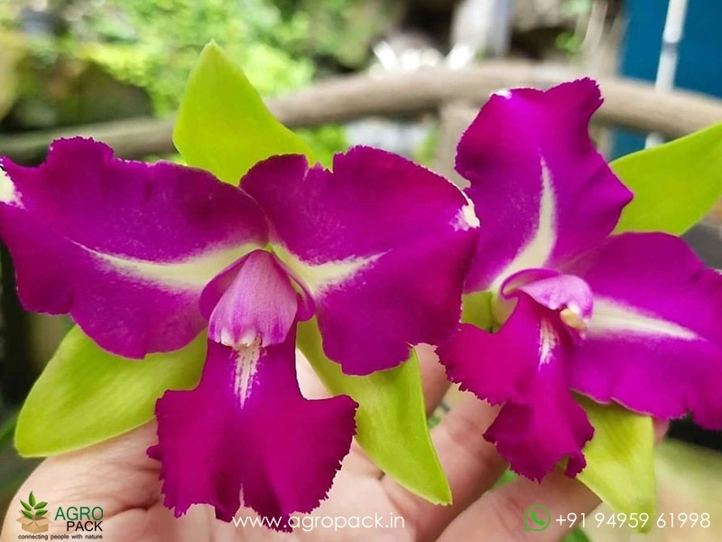 Rhyncholaeliocattleya-Chyong-Guu-Benz-Orchid1