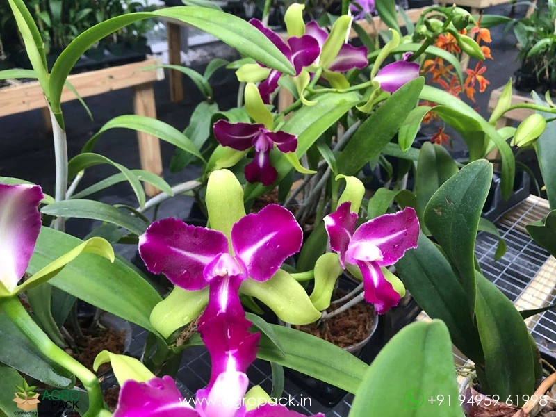 Rhyncholaeliocattleya-Chyong-Guu-Benz-Orchid2