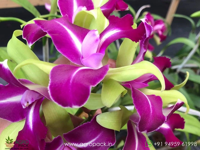 Rhyncholaeliocattleya-Chyong-Guu-Benz-Orchid3