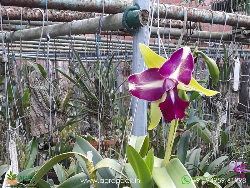 Rhyncholaeliocattleya-Chyong-Guu-Benz-Orchid4