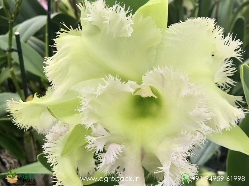 Rhyncholaeliocattleya-Golf-Green-Hair-Pig1