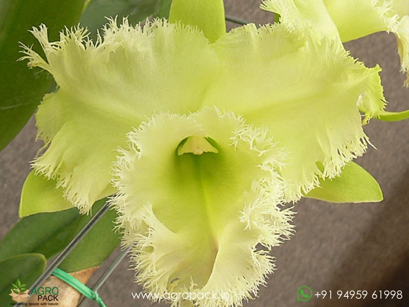 Rhyncholaeliocattleya-Golf-Green-Hair-Pig2