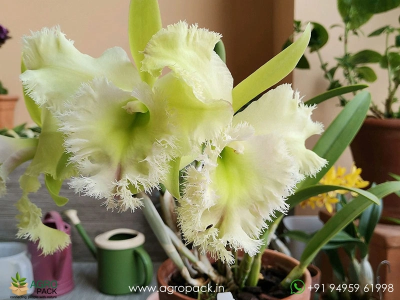 Rhyncholaeliocattleya-Golf-Green-Hair-Pig3
