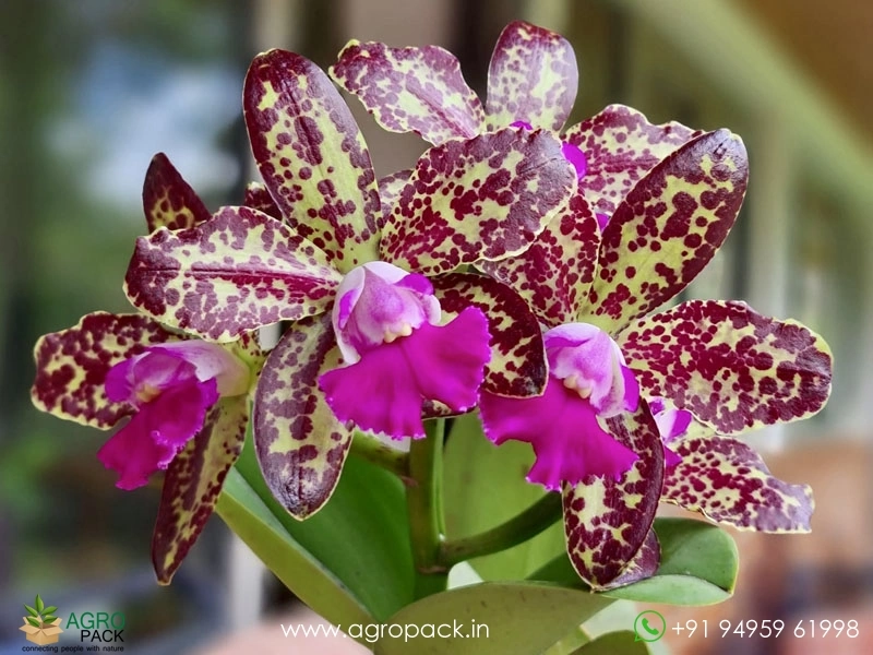 Rhyncholaeliocattleya-Yuan-Dung-Python-Passion-Fruit-Orchid1