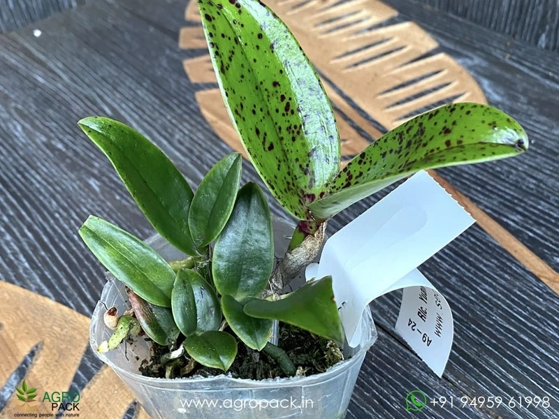 Rhyncholaeliocattleya-Yuan-Dung-Python-Passion-Fruit-Orchid3