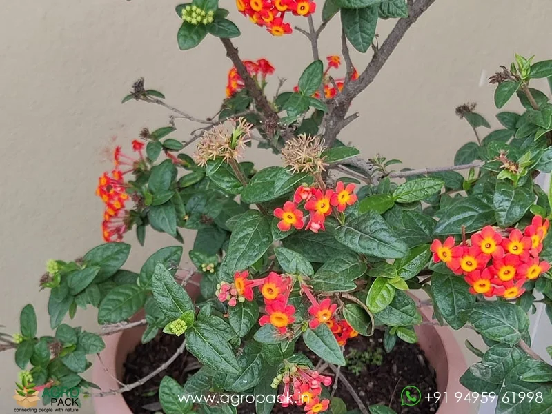 Rondeletia-Odorata-Panama-Rose1