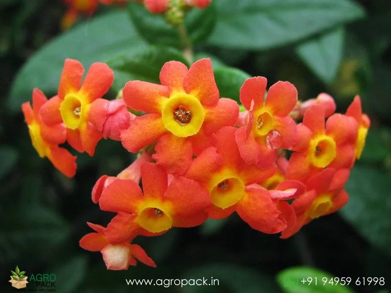 Rondeletia-Odorata-Panama-Rose2
