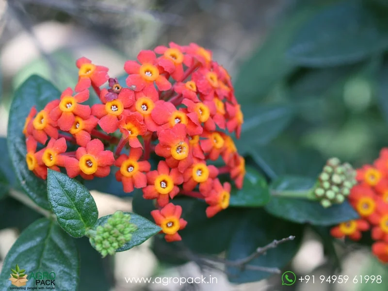 Rondeletia-Odorata-Panama-Rose3