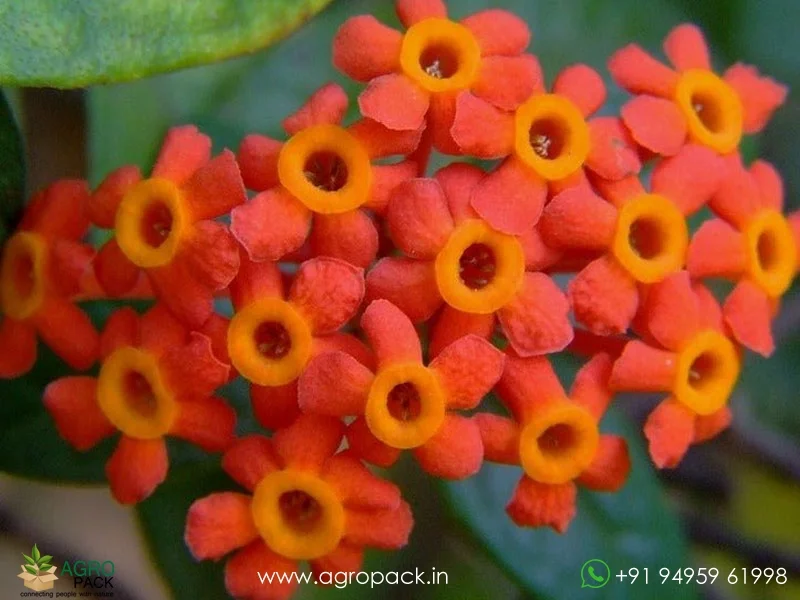Rondeletia-Odorata-Panama-Rose4