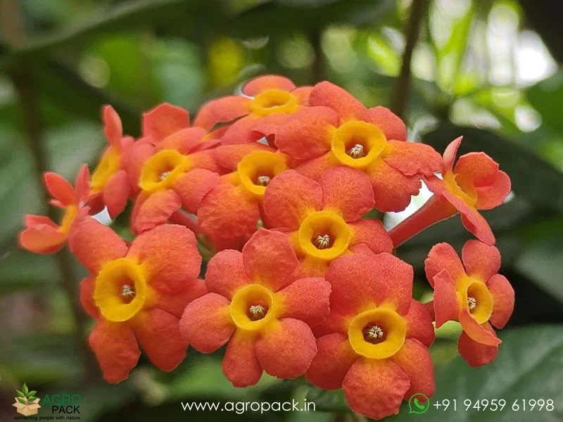 Rondeletia-Odorata-Panama-Rose6