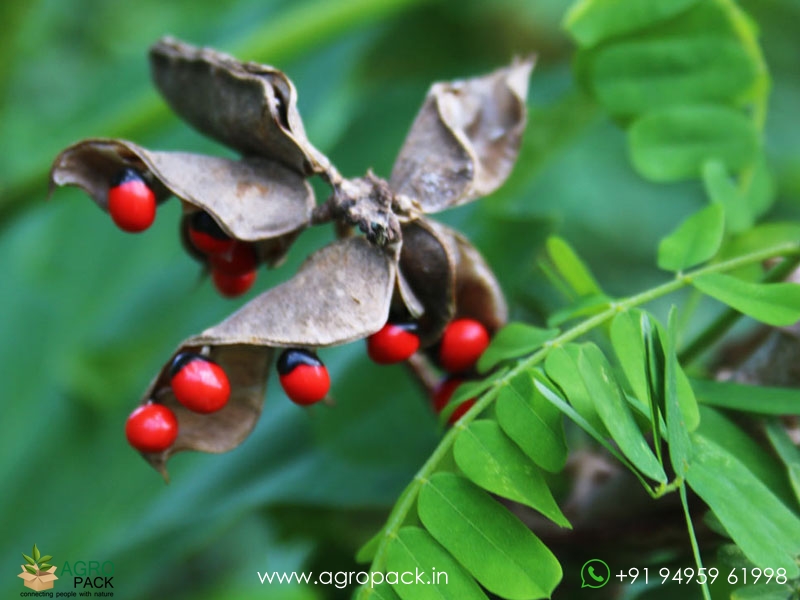Rosary-Pea2