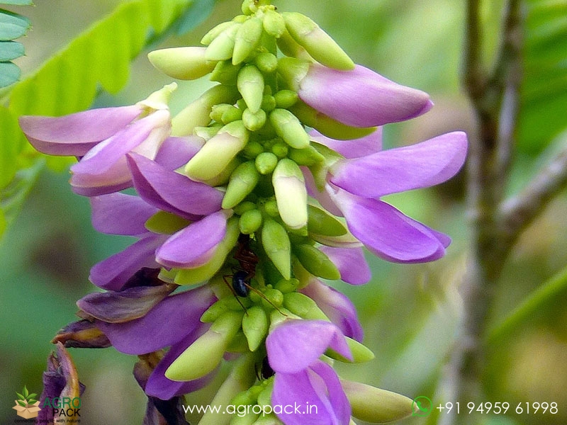 Rosary-Pea3