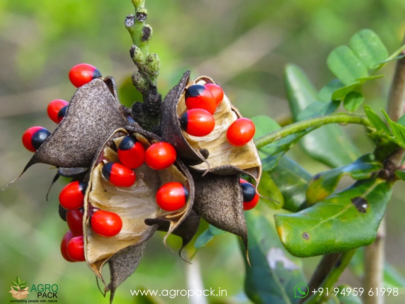 Rosary-Pea4