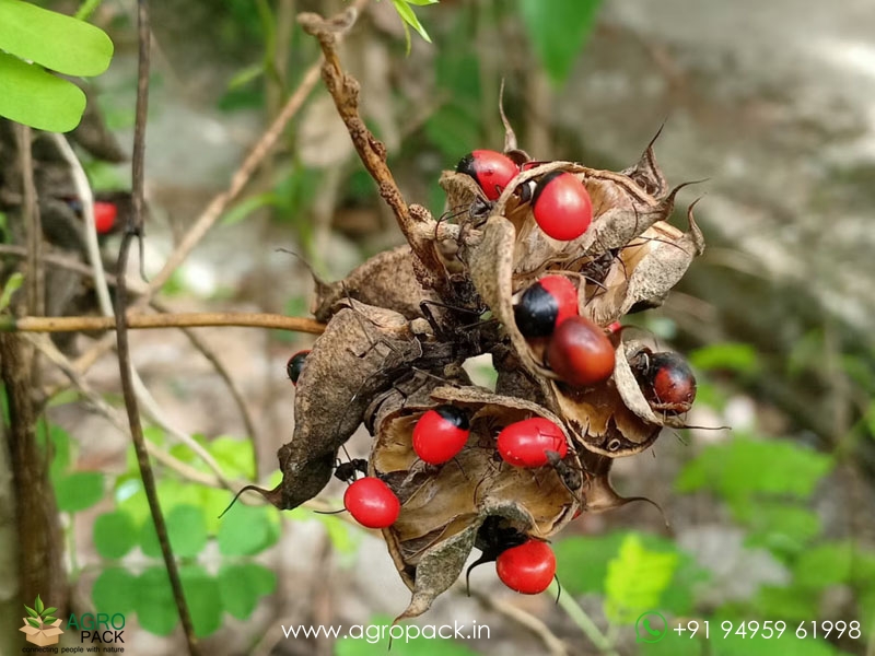 Rosary-Pea5